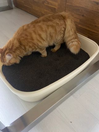 민댕댕이님이 올린 리뷰 사진 2