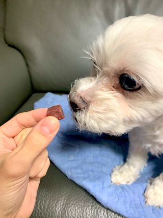 My Pet Care 천연단백질 눈건강에 개좋아 — 5점을 준 리뷰어가 2021년 2월 올린 사용 사진