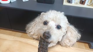 새돌댕댕님이 올린 리뷰 사진 4