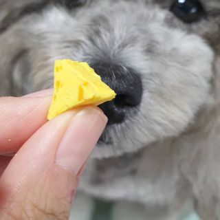 페페로니 진짜 프리바이오틱스 치즈+치즈고구마 180g+180g — 5점을 준 리뷰어가 2021년 7월 올린 사용 사진
