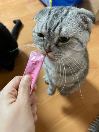 페페로니 잘 먹는 캣츄 - 알래스카 연어 24개입 — 4.5점을 준 리뷰어가 2021년 9월 올린 사용 사진