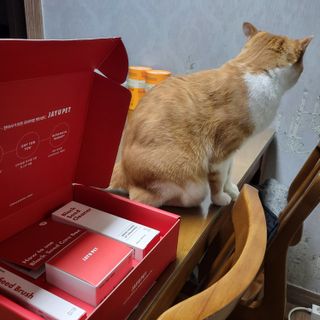 [자유펫] 고양이 턱드름 여드름 예방 및 제거 세트, 블랙씨드케어박스 — 4점을 준 리뷰어가 2021년 10월 올린 사용 사진