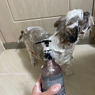 마리앤루이펫샴푸 [mari and louie pet shampoo] — 4.5점을 준 리뷰어가 2021년 5월 올린 사용 사진