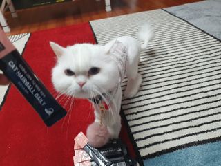 코코몰리 고양이 구강• 헤어볼 데일리 /신장• 요로 데일리 — 4.5점을 준 리뷰어가 2021년 1월 올린 사용 사진