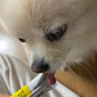[레모나] 강아지 레모나 강아직 영양 간식 4종 택 1 — 5점을 준 리뷰어가 2024년 1월 올린 사용 사진