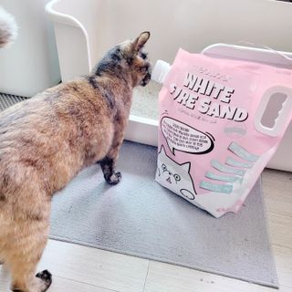 [미유박스] 화이트 퓨어 샌드 6kg — 5점을 준 리뷰어가 2024년 6월 올린 사용 사진