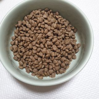 [푸디웜] 라포그 리얼인섹트 소프트키블 스킨 1KG — 5점을 준 리뷰어가 2022년 9월 올린 사용 사진