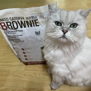 브라우니모래 [브라우니] 고양이 카사바모래 브라우니 천연 응고형 모래  6Lx2개 — 5점을 준 리뷰어가 2023년 11월 올린 사용 사진