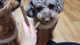 My Pet Care 천연단백질 치아건강에 개좋아 — 4점을 준 리뷰어가 2021년 1월 올린 사용 사진