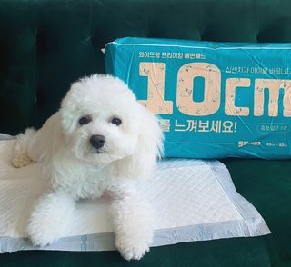 아베크 펫 와이드 프리미엄 중형 애견 강아지 배변 패드 54매 1팩 45g — 5점을 준 리뷰어가 2021년 7월 올린 사용 사진