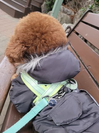 컴바이유 써지컬 각인 키링 [반려동물 인식표, 커플 키링, 가족 키링] — 5점을 준 리뷰어가 2022년 3월 올린 사용 사진