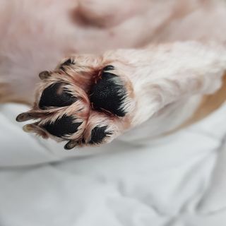 [자유펫] 시코니딘 고양이 강아지 피부 보습 연고 20g — 4점을 준 리뷰어가 2021년 11월 올린 사용 사진