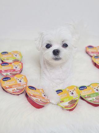 비타크래프트 조에시 하트캔 85g 강아지 습식캔 10캔 — 5점을 준 리뷰어가 2021년 9월 올린 사용 사진