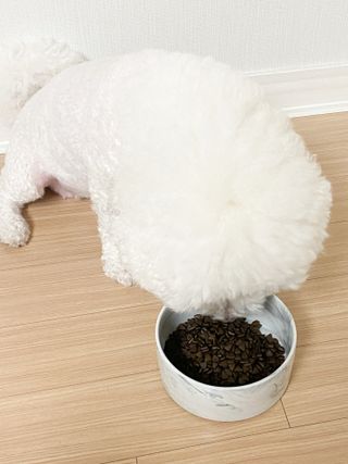 [푸디웜] 라포그  리얼인섹트 웨이트밸런스 저알러지 강아지 사료  1.2KG — 5점을 준 리뷰어가 2022년 7월 올린 사용 사진
