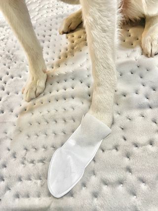 코보콩 에어슈즈 강아지 일회용 신발 소용량 패키지 20매 초경량  미끄럼방지 실내외 겸용 — 5점을 준 리뷰어가 2022년 2월 올린 사용 사진