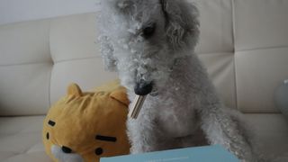 페페로니 2종 세트 클린플러스 덴탈껌 치킨+덕 — 5점을 준 리뷰어가 2021년 8월 올린 사용 사진