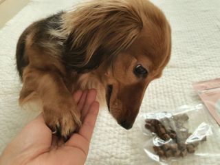 My Pet Care 천연단백질 관절건강에 개좋아 — 5점을 준 리뷰어가 2021년 1월 올린 사용 사진