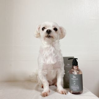 마리앤루이펫샴푸 [mari and louie pet shampoo] — 5점을 준 리뷰어가 2021년 6월 올린 사용 사진