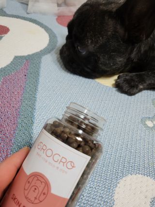 펫21 그로그로 5종 강아지 고양이 반려동물 한방 영양제 — 5점을 준 리뷰어가 2021년 11월 올린 사용 사진