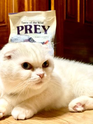 화이집사님이 올린 리뷰 사진 1