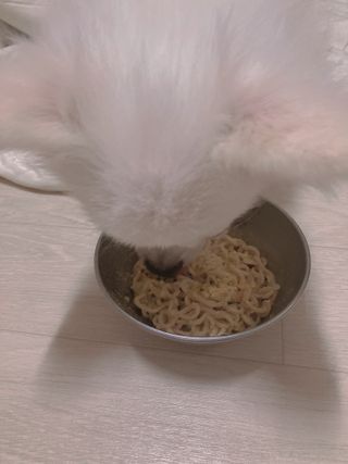안심댕면 강아지라면 5봉지+쓰담쓰담 종합영양제 2스틱 샘플 증정 — 5점을 준 리뷰어가 2022년 8월 올린 사용 사진