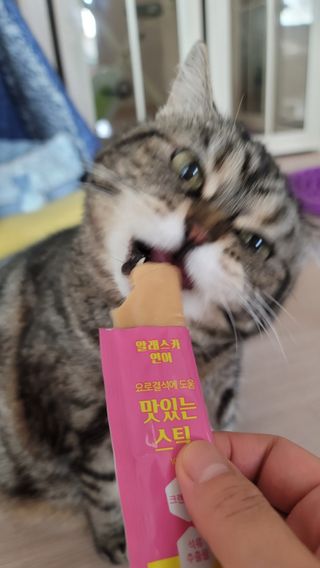 페페로니 맛있는 스틱 - 무항생제 닭고기 15개 + 알래스카 연어 15개 — 5점을 준 리뷰어가 2021년 8월 올린 사용 사진