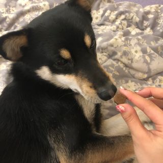 My Pet Care 천연단백질 관절건강에 개좋아 — 3.5점을 준 리뷰어가 2021년 1월 올린 사용 사진