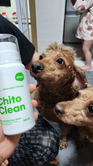 whol 키토클린 200ml - 항균항바이러스 강아지 눈 코 입 귀 세정탈취 고양이 턱드름제거 무향 워터리스 대용량 — 5점을 준 리뷰어가 2023년 2월 올린 사용 사진
