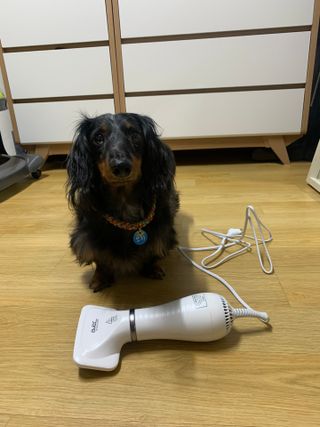 아베크 펫 강아지 고양이 애견 에어 브러쉬 드라이기 올인원 — 5점을 준 리뷰어가 2021년 7월 올린 사용 사진