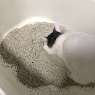 겟플렉스 켓플렉스 캣츠룸BS-1 고양이모래 4kg — 3.5점을 준 리뷰어가 2021년 1월 올린 사용 사진