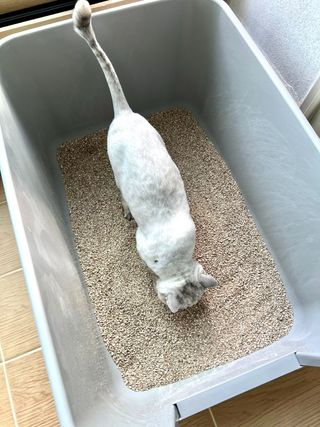 브라우니모래 [브라우니] 고양이 카사바모래 브라우니 천연 응고형 모래  6Lx2개 — 4.5점을 준 리뷰어가 2023년 11월 올린 사용 사진