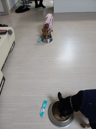 펫시랩 반려견용 액상 프리바이오틱스 아쿠아펫 — 5점을 준 리뷰어가 2021년 1월 올린 사용 사진