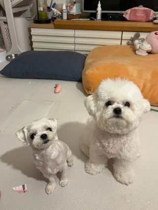 [펫시밀] 원물그대로 영양듬뿍 진공동결건조 북어트릿75g,치킨트릿100g,연어트릿75g 강아지 고양이 간식 — 5점을 준 리뷰어가 2023년 6월 올린 사용 사진
