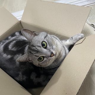 [펫시밀] 원물그대로 영양듬뿍 동결건조 왕북어트릿300g,왕치킨트릿400g,열빙어트릿300g 대용량 간식 — 5점을 준 리뷰어가 2023년 5월 올린 사용 사진