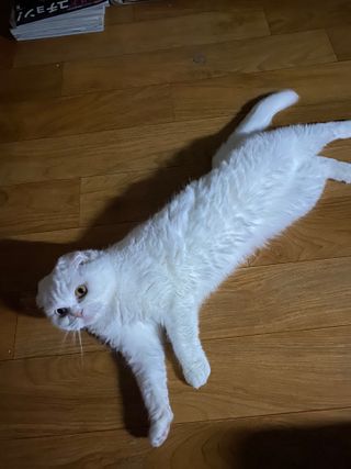 화이집사님이 올린 리뷰 사진 3