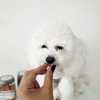 페페로니 진짜 오메가3 연어+소고기 180g+180g — 5점을 준 리뷰어가 2021년 7월 올린 사용 사진