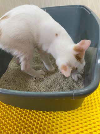 겟플렉스 켓플렉스 캣츠룸BS-1 고양이모래 4kg — 5점을 준 리뷰어가 2021년 1월 올린 사용 사진