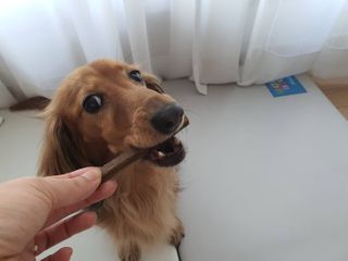 My Pet Care 천연단백질 치아건강에 개좋아 — 5점을 준 리뷰어가 2021년 1월 올린 사용 사진