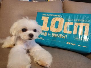 아베크 펫 와이드 프리미엄 중형 애견 강아지 배변 패드 54매 1팩 45g — 5점을 준 리뷰어가 2021년 7월 올린 사용 사진