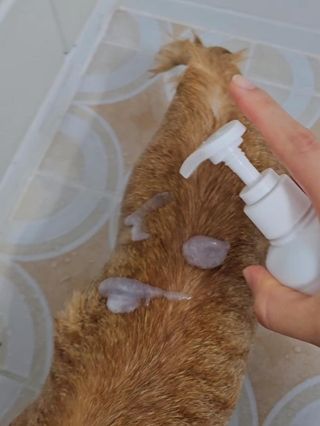 [댕모어 샴푸 2종] 댕샴푸 / 퍼피샴푸  2종 세트 (300ml) — 5점을 준 리뷰어가 2023년 10월 올린 사용 사진