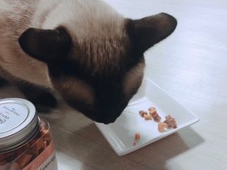 페페로니 진짜 오메가3 연어+소고기 180g+180g — 5점을 준 리뷰어가 2021년 7월 올린 사용 사진