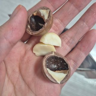 비나프렌즈 (구매평) 25년 햇 수확 알큰 프리미엄 껍질 까먹는 통 마카다미아 — 5점을 준 리뷰어가 2025년 8월 올린 사용 사진
