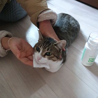 whol 키토클린 200ml - 항균항바이러스 강아지 눈 코 입 귀 세정탈취 고양이 턱드름제거 무향 워터리스 대용량 — 5점을 준 리뷰어가 2023년 2월 올린 사용 사진