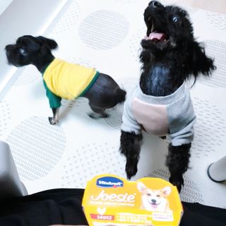 비타크래프트 조에시 하트캔 85g 강아지 습식캔 10캔 — 5점을 준 리뷰어가 2021년 7월 올린 사용 사진