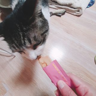 페페로니 맛있는 스틱 - 무항생제 닭고기 15개 + 알래스카 연어 15개 — 4.5점을 준 리뷰어가 2021년 8월 올린 사용 사진