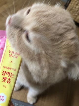 페페로니 잘 먹는 캣츄 - 무항생제 닭고기 12개 + 알래스카 연어 12개 — 5점을 준 리뷰어가 2021년 7월 올린 사용 사진
