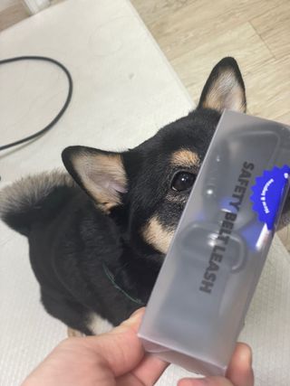 베이컨박스 [BACON] 고아웃클럽 산책 안전벨트 리뉴얼 - 중,대형견용 — 5점을 준 리뷰어가 2021년 12월 올린 사용 사진