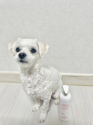 [댕모어 샴푸 2종] 댕샴푸 / 퍼피샴푸  2종 세트 (300ml) — 5점을 준 리뷰어가 2023년 11월 올린 사용 사진