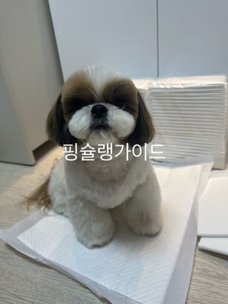 박코끼리님이 올린 리뷰 사진 4