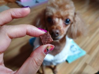 My Pet Care 천연단백질 눈건강에 개좋아 — 5점을 준 리뷰어가 2021년 4월 올린 사용 사진